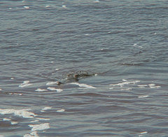 Crocodylus intermedius