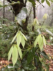 Neolitsea sericea