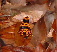 Dendrobates leucomelas