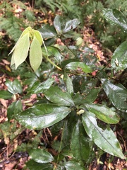 Neolitsea sericea