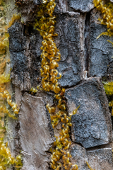 Homalothecium aeneum