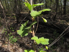 Ribes hirtellum