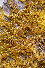 Homalothecium aeneum