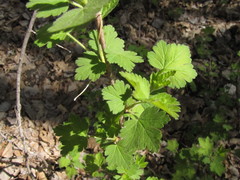 Ribes hirtellum