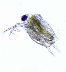 Scapholeberis