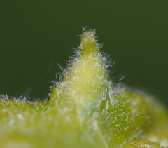Andricus chinquapin