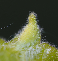Andricus chinquapin