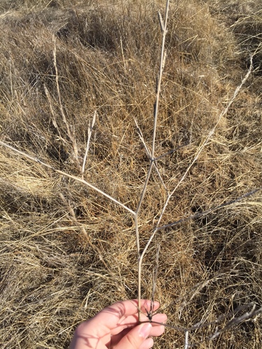 iNaturalist observation photo of Black Mustard