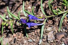 Scutellaria siphocampyloides