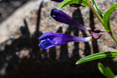 Scutellaria siphocampyloides