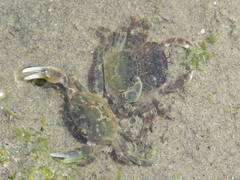 Cyrtograpsus altimanus