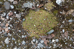 Silene acaulis subacaulescens