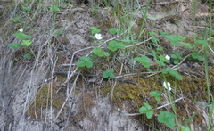 Fragaria vesca bracteata