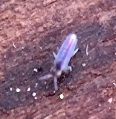 Lepidocyrtus cyaneus