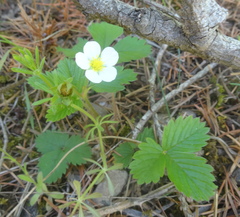 Fragaria vesca bracteata