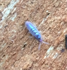 Lepidocyrtus cyaneus