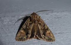 Ichneutica skelloni
