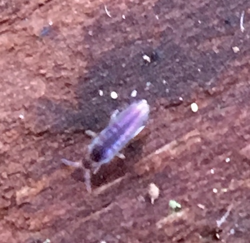 Springtail