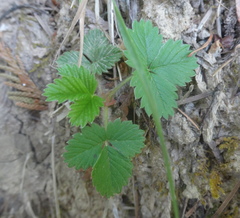 Fragaria vesca bracteata