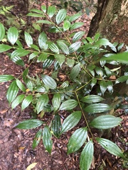 Cinnamomum subavenium