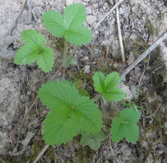 Fragaria vesca bracteata