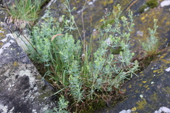 Galium glaucum
