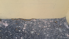 Erythrolamprus melanotus
