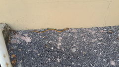 Erythrolamprus melanotus