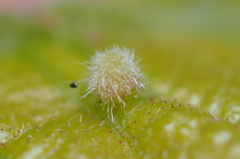 Andricus chinquapin