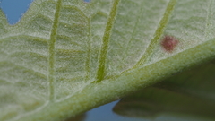 Andricus chinquapin