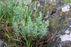 Galium glaucum