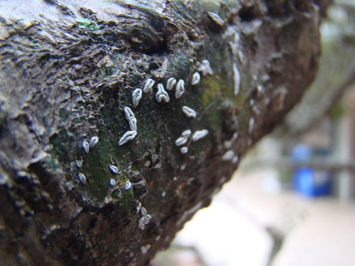 Dyplolabia afzelii image