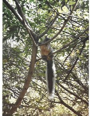 Sciurus nayaritensis