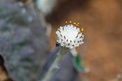 Antennaria solitaria