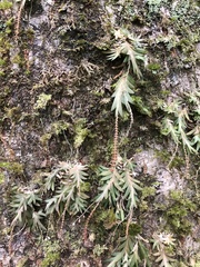 Oberonia arisanensis