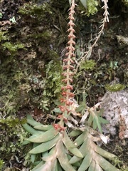 Oberonia arisanensis