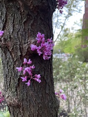 Cercis