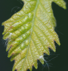 Neuroterus fugiens