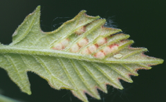 Neuroterus fugiens