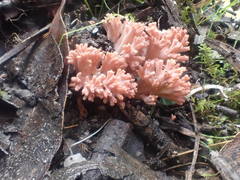 Ramaria botrytoides