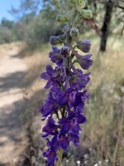 Delphinium hansenii