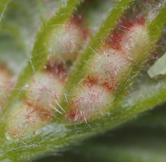 Neuroterus fugiens