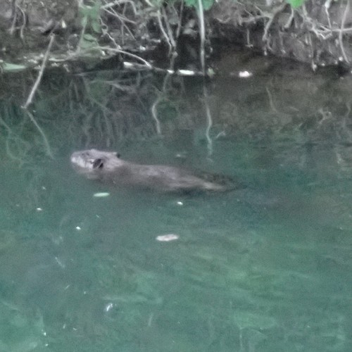 American Beaver photographed in Delaware