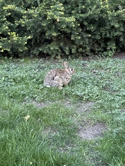 Sylvilagus floridanus