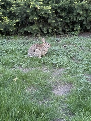 Sylvilagus floridanus