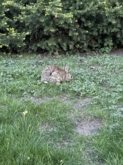 Sylvilagus floridanus