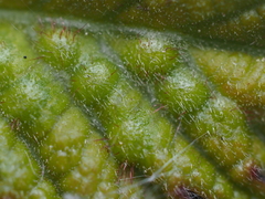 Neuroterus fugiens