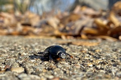 Geotrupes blackburnii