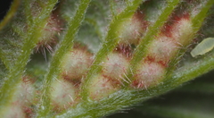 Neuroterus fugiens