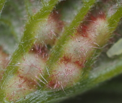 Neuroterus fugiens